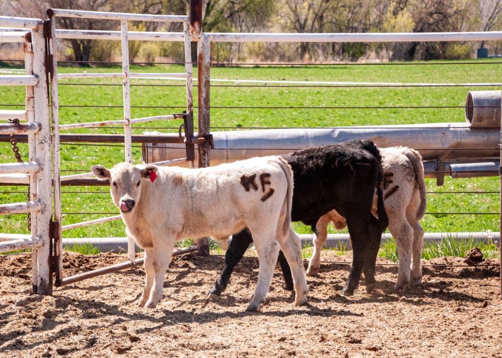 Image of three cows two white and one black with new brands. Image links to gallery of farm images.
